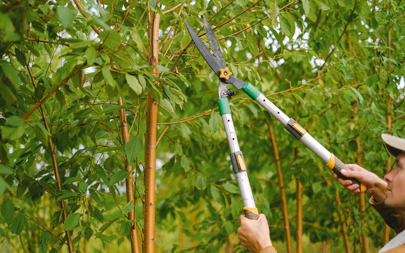 Tree trimming in Frederica, DE