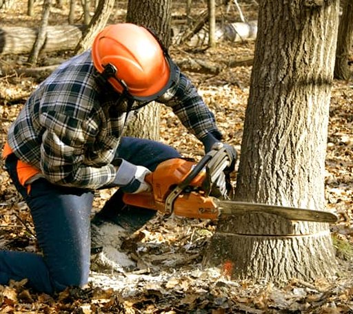 Tree Removal in Frederica, DE